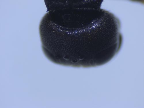 Lestica clypeata